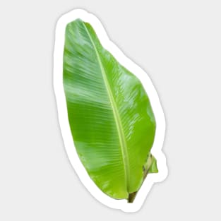 One green banana leaf cut out. Sticker